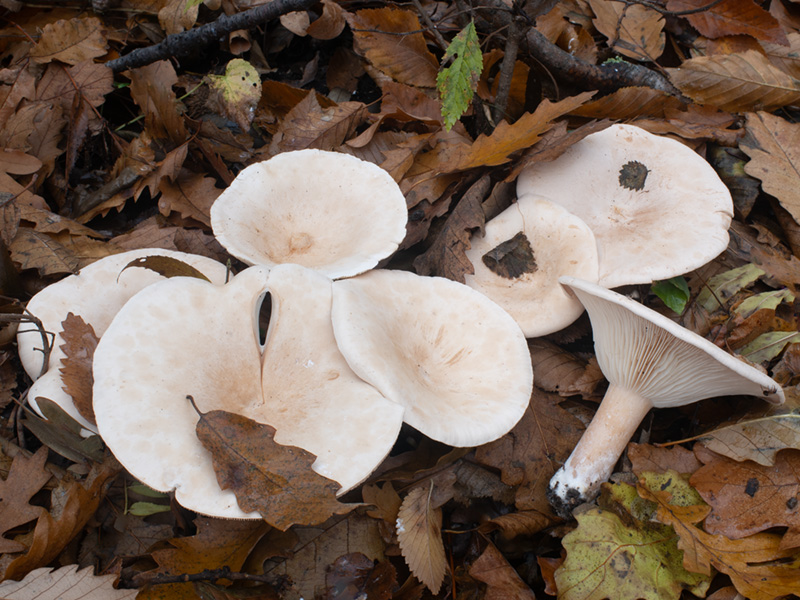 Clitocybe geotropa Clitocybe geotropa